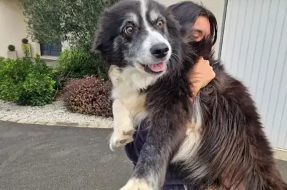 Chienne border collie trouvée à Roullet - photo