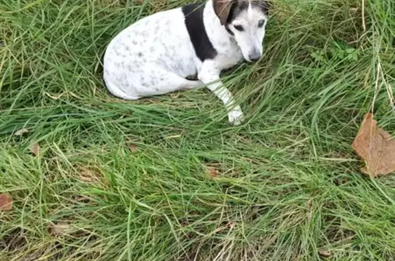 Chien âgé trouvé rue de Vaumorin - photo