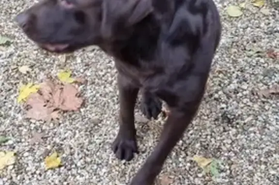 Animaux trouvés , photo: Chien mâle labrador marron trouvé Amboise
