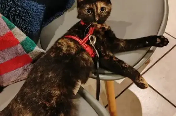 Animaux perdus , photo: Chatte écaille disparue à Melleroy