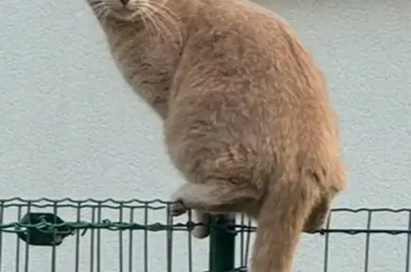 Chat perdu : Tatsu, mâle sable, Rue Liberté - photo