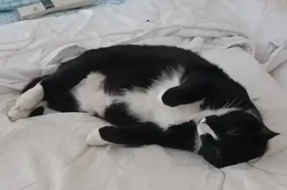 Mitsy, chatte noire et blanche perdue à Ajaccio - photo
