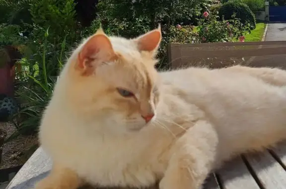 Chat perdu, Logonna-Daoulas, photo: Chat crème Milky perdu à Logonna-Daoulas