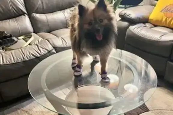 Lost Tan Pomeranian in La Habra, CA