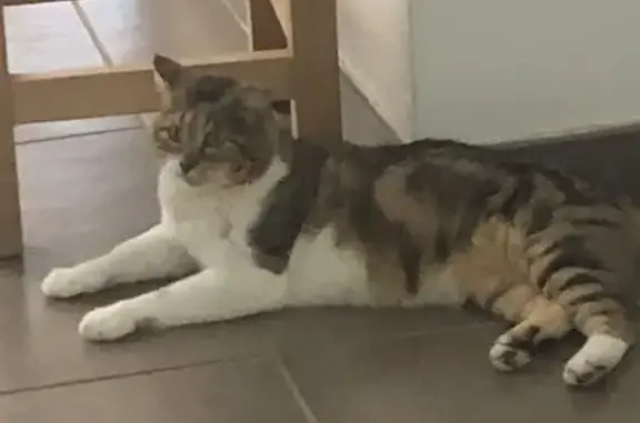 Animaux perdus Naucelle, photo: Chat perdu à Naucelle, Place Saint-Martin