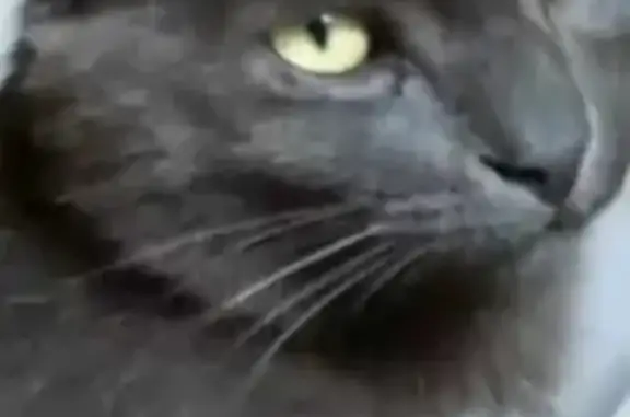Chat gris perdu à Ploumilliau, tâche blanche - photo