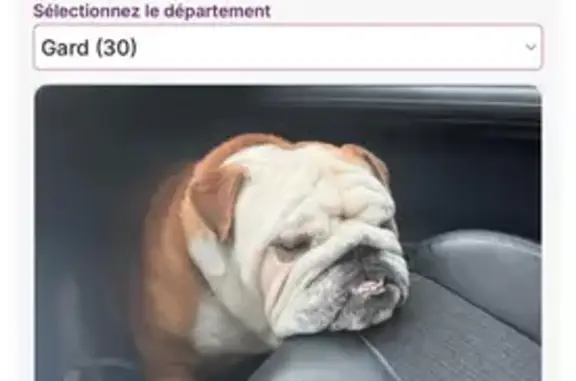 Chien perdu Calvisson, photo : Chien perdu à Calvisson, Rue Dr Bonnet