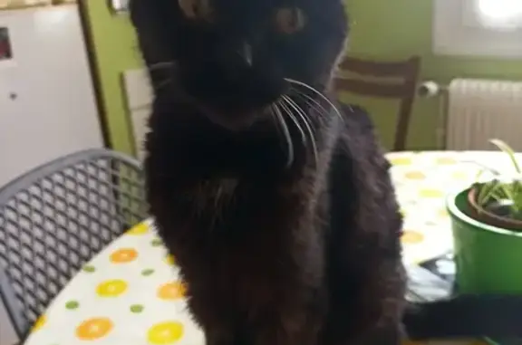 Chat perdu, Saint-Amand-Montrond, photo: Chat noir âgé et malade perdu
