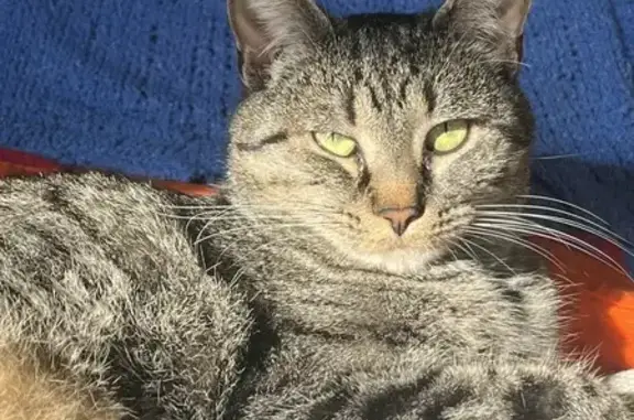 Chat perdu, Sizun, photo: Chatte tigrée perdue à Sizun