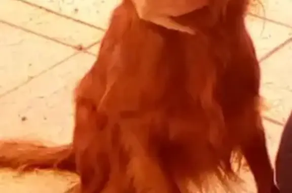 Chien perdu , photo : Setter irlandais perdu à Saint-Thomas-la-Garde