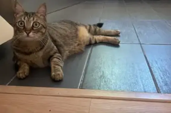 Chat perdu, , photo: Chatte européenne disparue à Loubejac