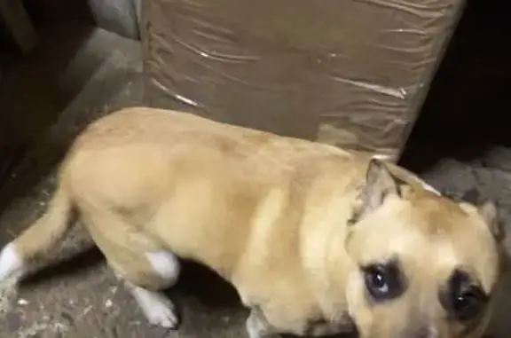 Chien beige trouvé à Loupiac, amstaff ? - photo