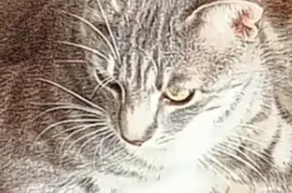 Chat perdu, Beaugency, photo: Chat disparu, besoin d'aide à Beaugency