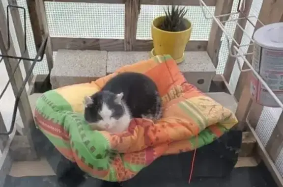 Chat mâle noir et blanc trouvé à Brié - photo