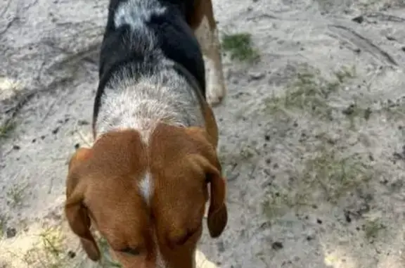 Help Find Our Tricolor Beagle in Pensacola