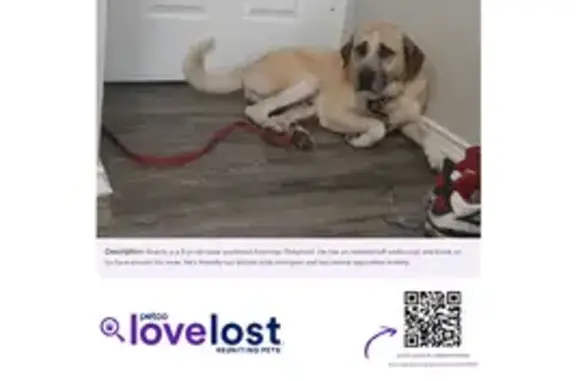 Missing Service Dog: Anatolian Shepherd