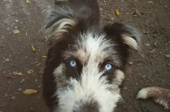 Chien perdu , photo : Chien perdu : Shiva, peureux et méfiant