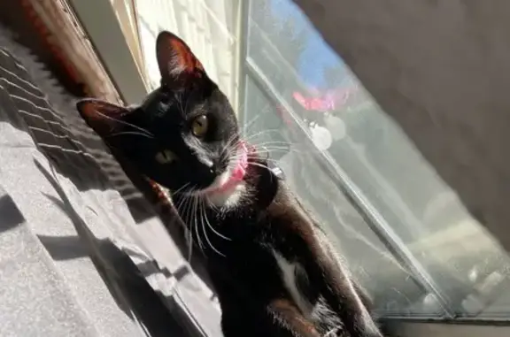 Lost Tuxedo Cat on 6th Ave, Tacoma