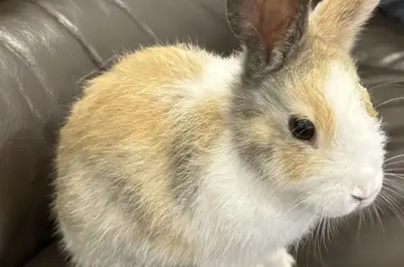 Lost Bunny Found in Parramatta Car Park