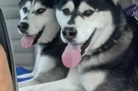 Found: Two Huskies in Long Beach!