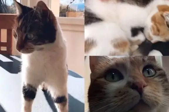 Perdu : Chatte tricolore nommée Kiara - photo