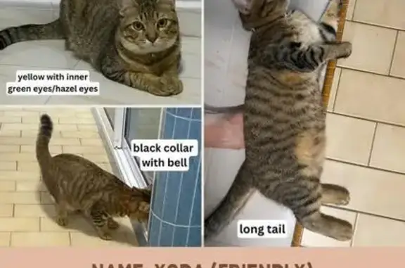 Help Find Yoda: Missing Cat in Serangoon