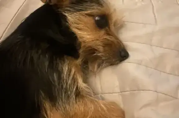 Chien trouvé : femelle docile à Neaufles - photo
