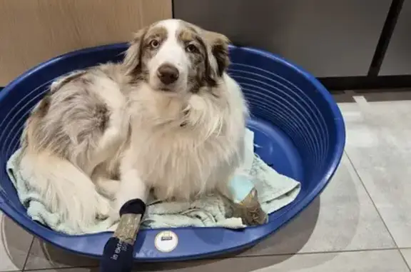 Chien perdu Berger américain à Saint-Fuscien - photo