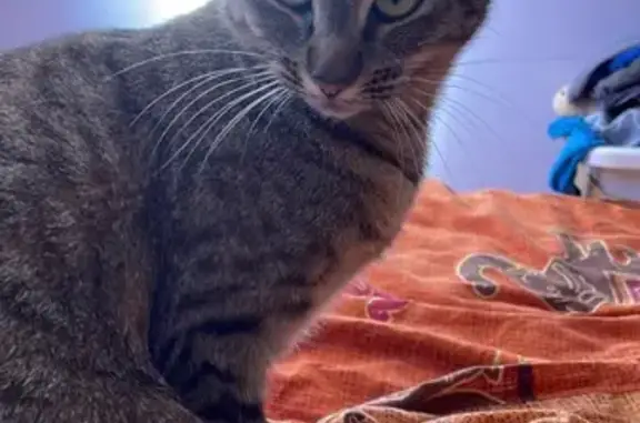Animaux perdus Lempdes, photo: Chatte tigrée disparue à Lempdes