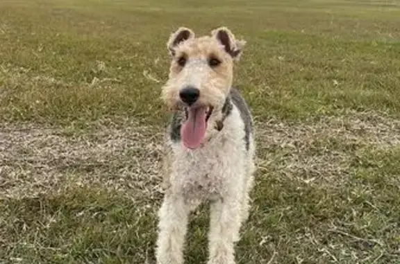 Lost Tri-Colour Terrier in Bal...