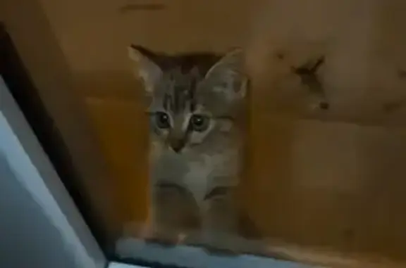 Chaton et chatte noire trouvés - photo