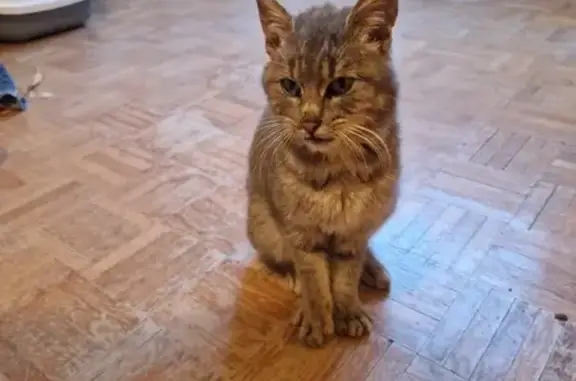 Chat trouvé en détresse à Vers-sur-Selle - photo