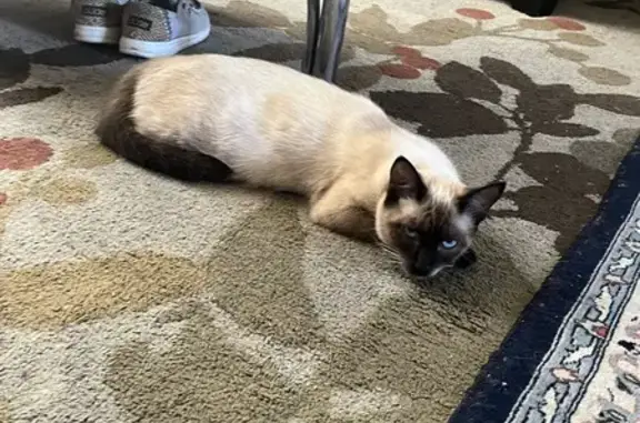 Lost Siamese Cat: President Ave, LA