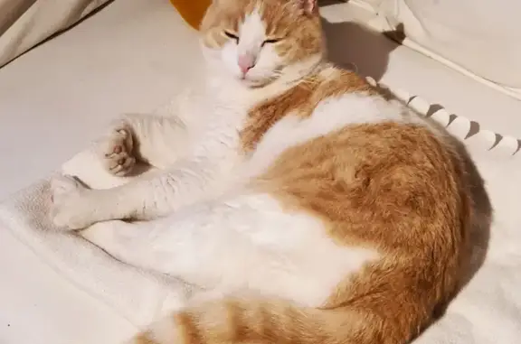 Chat roux et blanc disparu à Raphèle - photo