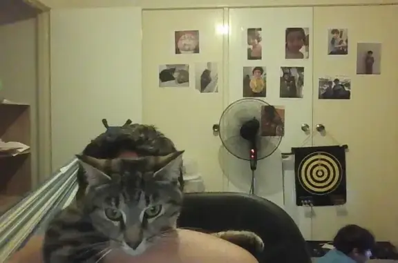 Missing cat , photo: Help Find Grey Cat Lost in Stirling