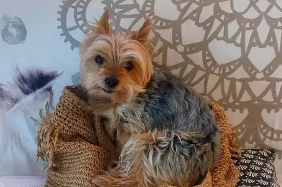 Chien perdu Le Soler, photo : Chienne grise perdue au Chemin du Pilou