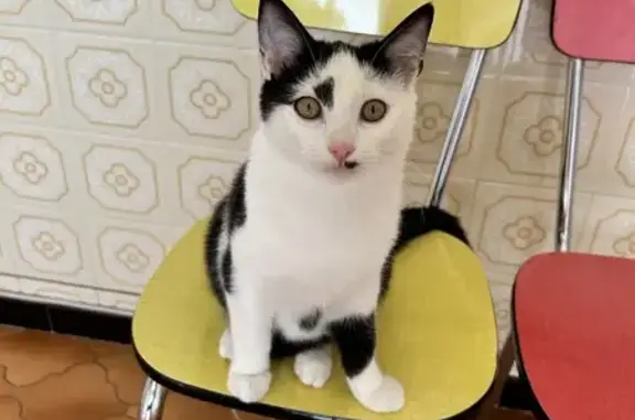 Chat trouvé , photo: Jeune chat noir/blanc trouvé à L'Union