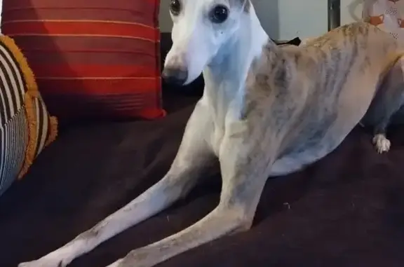 Chien perdu , photo : Whippet tigré Obi disparu à Manot