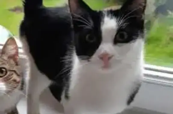 MARCUS, chat noir et blanc disparu - photo