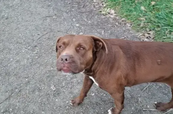 Animaux trouvés Pamiers, photo: Chien trouvé Chemin de Bares, Pamiers