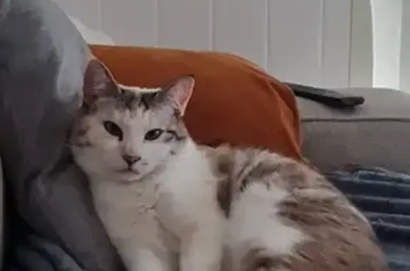 Animaux perdus Toulouse, photo: Chat Moumoute disparu à Toulouse