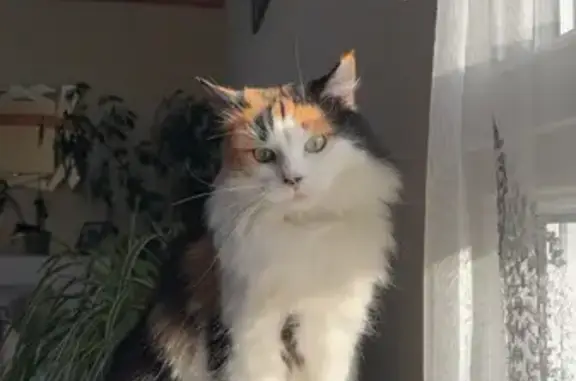 Chat perdu, , photo: Chat Européen Tricolore perdu à Allonnes