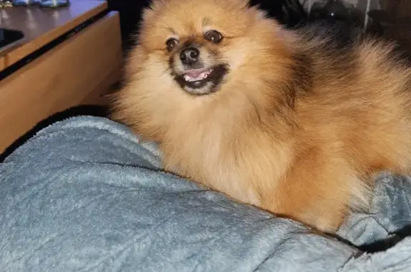 Chien perdu Bolbec, photo : Spitz nain disparu à Bolbec