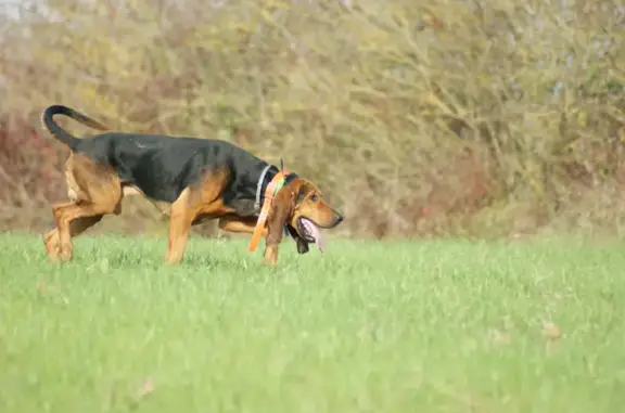 Chien perdu , photo : Chien perdu : Rusty, craintif à Castelnau