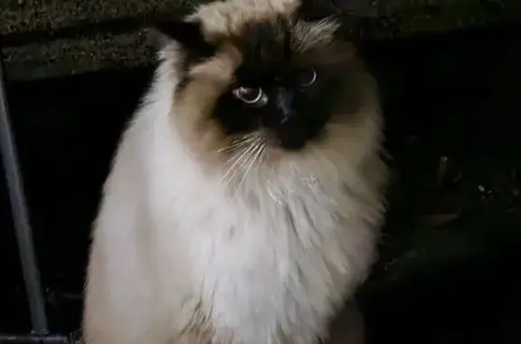 Friendly Siamese Cat Found on Fettig Trail