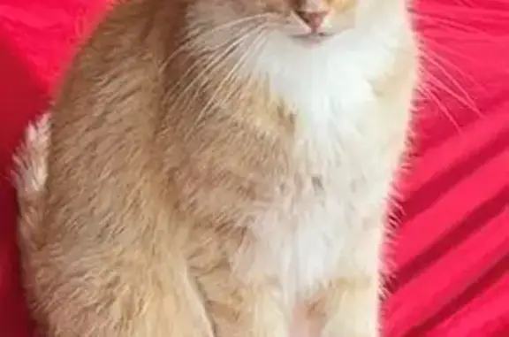 Chat perdu, Bertrange, photo: Appel à témoins : Chat Gucci disparu