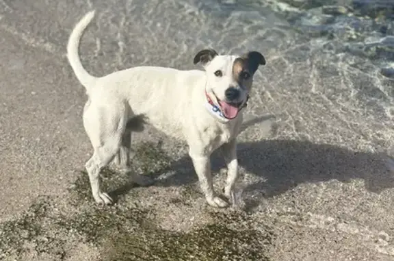 Jack Russel 7 ans perdu à Saint-Pierre - photo