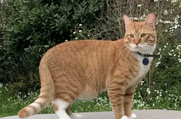 Chat perdu, Lille, photo: Chat perdu : pattes blanches, collier lys