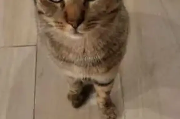 Chat perdu, Décines-Charpieu, photo: Chat tigré sociable perdu à Décines
