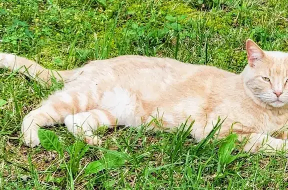 Missing: Friendly Orange & White Cat